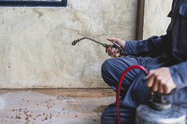 Best Local Pest Control Services  in Lavallette, NJ